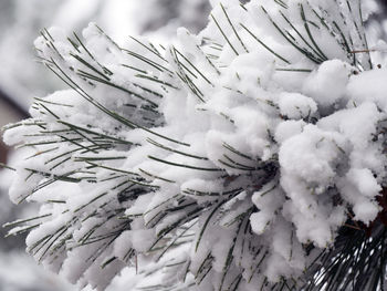 Close-up of snow on tree