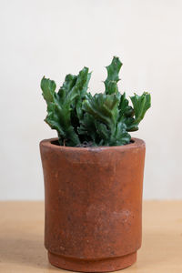 Close-up of potted plant on table against white background