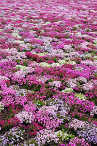 High angle view of pink flowering plants on field