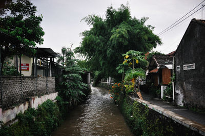 Narrow walkway along trees