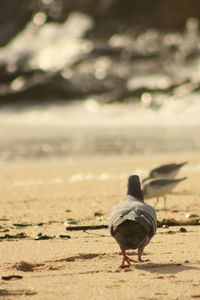 Bird perching on ground