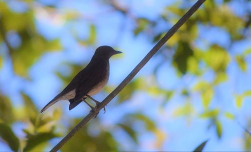 Low angle view of bird perching on branch