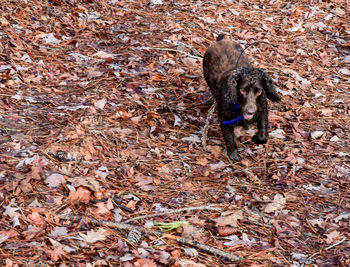 Pet dog running through the wooded area