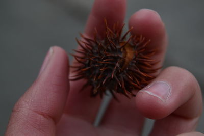 Close-up of hand holding flower