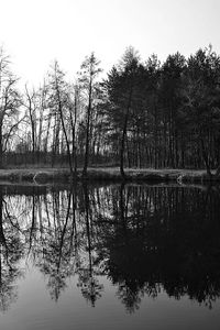 Reflection of trees in lake against sky