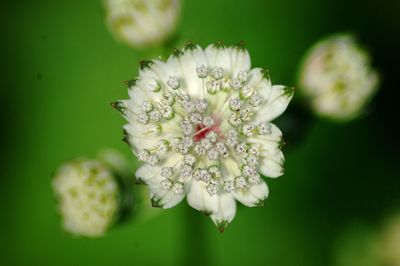 Close-up of white flowers