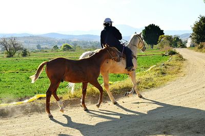 Horse riding horses