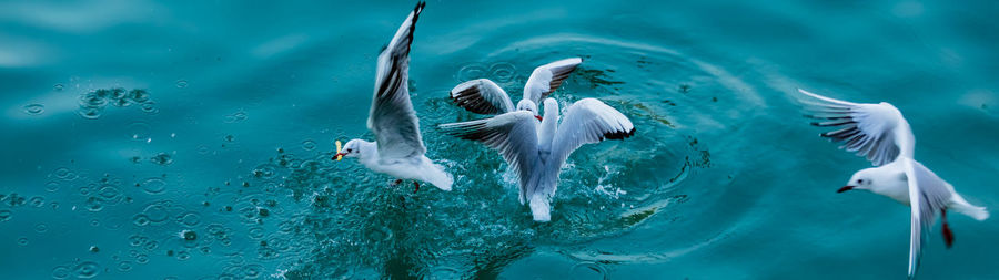Seagulls flying over sea