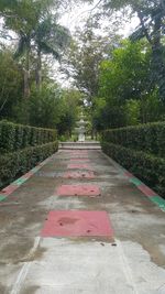 Road amidst trees in park