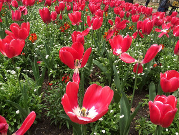 Full frame of red tulips blooming in field