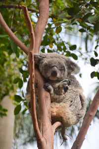 Koala sleeping while clinging on tree branch