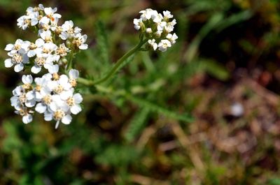 Close-up of white flowering plant