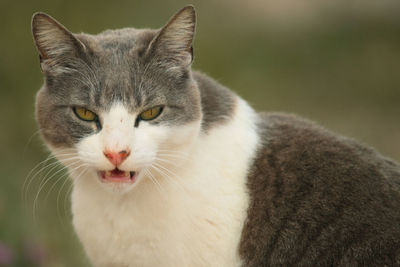 Close-up portrait of cat