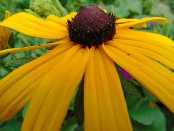 Close-up of yellow flower blooming outdoors