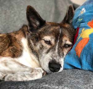 Close-up portrait of dog resting