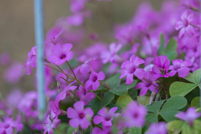 Close-up of purple flowering plants