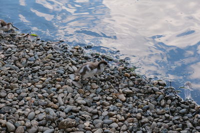 High angle view of crab in lake