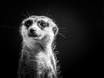 Close-up portrait of a animal