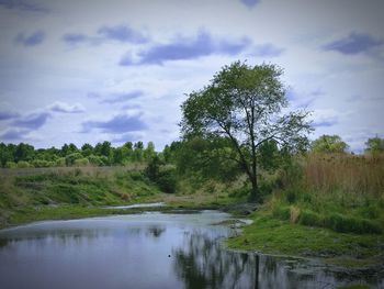 Scenic view of river by trees in forest against sky