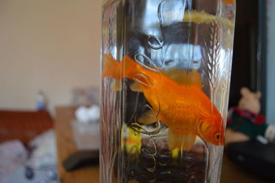 Close-up of fish swimming in tank