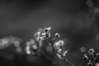 Close-up of flowering plant