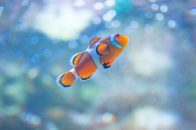 Close-up of fish swimming in aquarium 