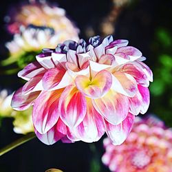 Close-up of flowers blooming outdoors