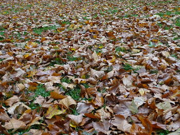 High angle view of maple leaves on road