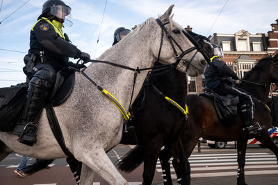 Horse cart in city