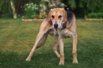 Close-up portrait of dog on grass