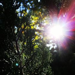 Low angle view of sunlight streaming through tree