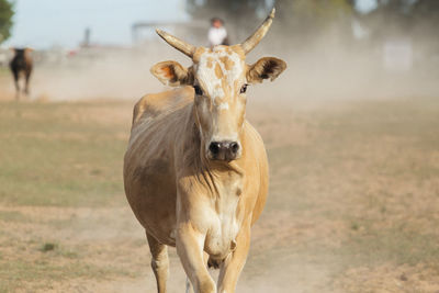 Portrait of a horse on field