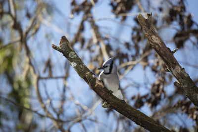 Low angle view of birds perching on tree