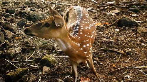 High angle view of deer on field