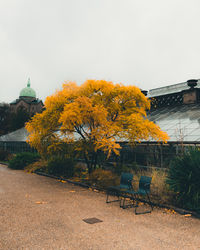 Autumn tree by building against sky