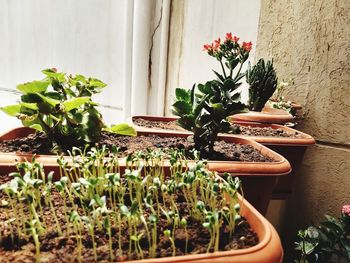 Flower plants on table