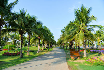 View of palm trees in park