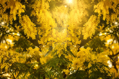 Close-up of yellow flowering plant