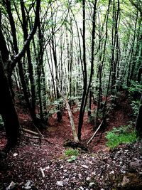 Trees in forest