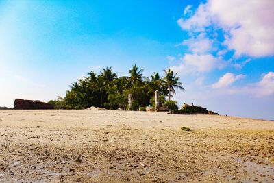 Scenic view of palm trees on land against sky