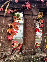 Close-up of maple leaves on tree trunk