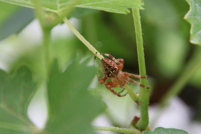 Close-up of insect on leaf