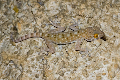 Close-up of lizard on rock