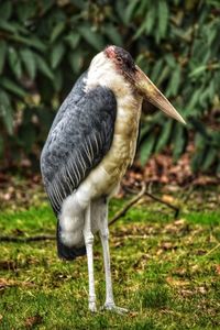 Marabou storks