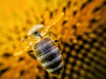 Close-up of bee pollinating on flower