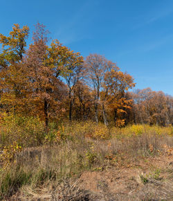 Trees growing in field against sky during autumn