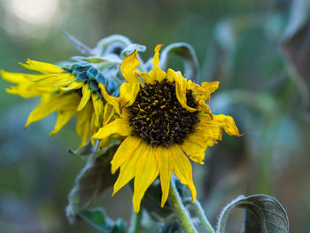 Close-up of yellow flower