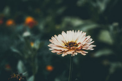 Close-up of daisy flower