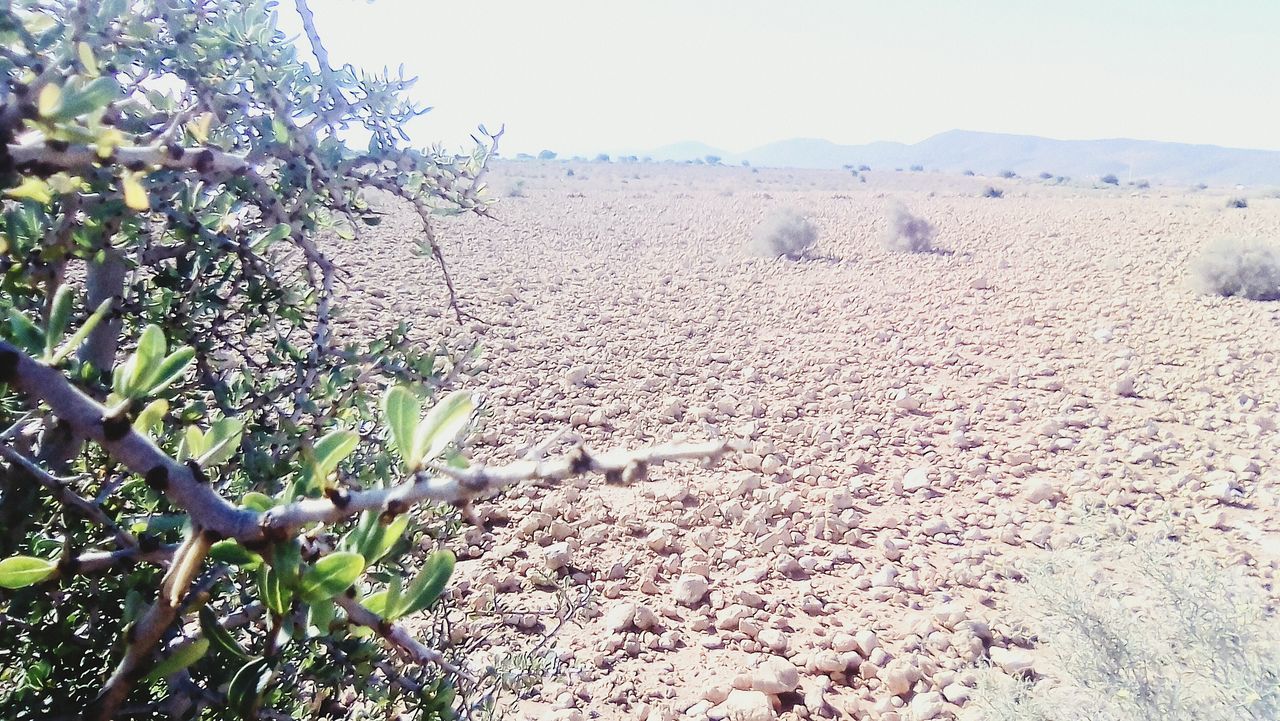 nature, outdoors, day, tranquility, beauty in nature, growth, no people, tranquil scene, plant, agriculture, landscape, field, scenics, arid climate, tree, clear sky, sky, close-up