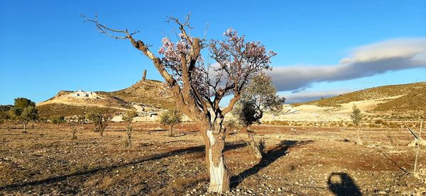 Bare tree on landscape against sky